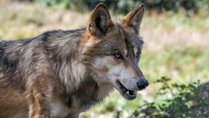 Vlkov je na Slovensku už dosť, poľovníci ich budú strieľať