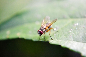 Drozofila obyčajná (Drosophila melanogaster)