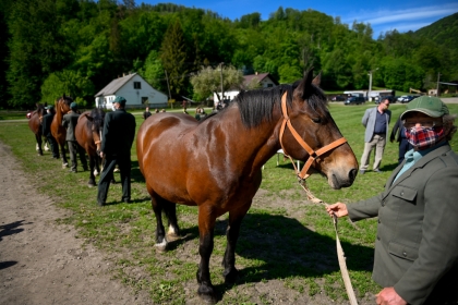 Jarná bonitácia koní v SCHK Dobšiná