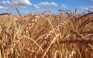 Ukrajina dovezie do EÚ bez cla viac obilia a potravín