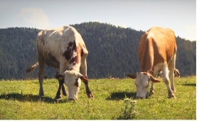 „Horské mlieko“ znamená, že kravy sa musia mať dobre
