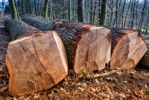 Napĺňanie parížskej dohody v EÚ: Emisné stropy a povinné vysadzovanie stromov