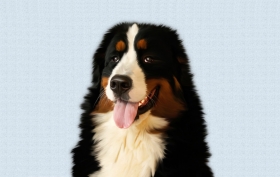 Novela veterinárneho zákona zlepší ochranu zvierat